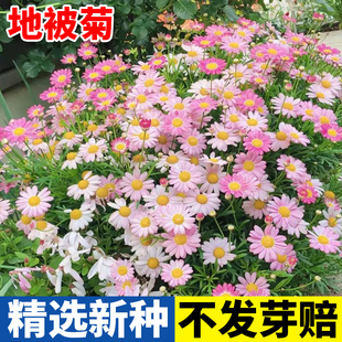 长不高花卉很矮多年生耐寒宿根铺地草坪地被菊花种子室外庭院花籽