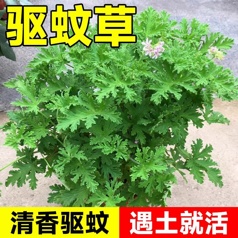 驱蚊草花种籽子庭院室内外阳台四家庭园艺种子