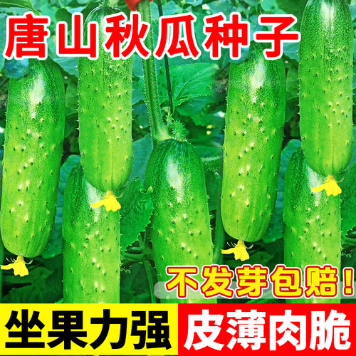 唐山秋瓜种子秋黄瓜阳台盆栽种植脆皮旱黄瓜水果夏季蔬菜籽种大全