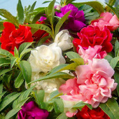 重瓣茶花凤仙花花种子四季 种室内阳台盆栽花卉种子七彩指甲花种籽