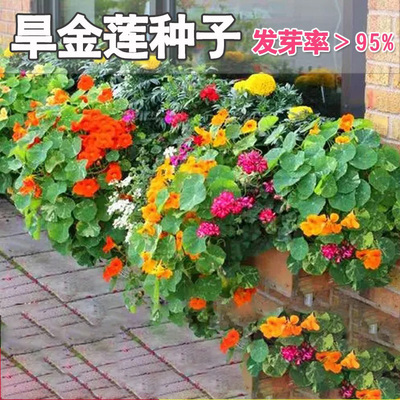 耐阴多年生旱金莲花种子耐热耐寒室内外阳台爬藤花卉旱荷花种籽子