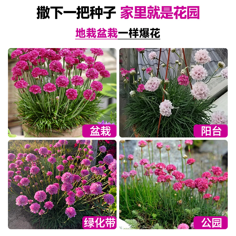 海石竹花种籽子阳台易种易活室内外花卉四季播种开花不断耐寒宿根