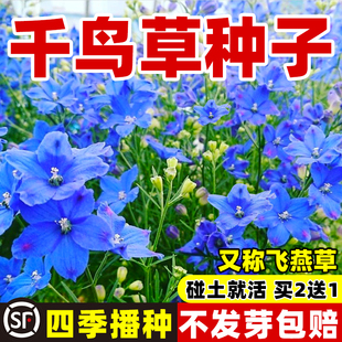 千鸟草小花飞燕草花种子籽耐寒庭院野花阳台盆栽四季蓝色易种春播