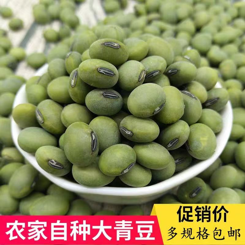 老品种非转基因大青豆种子可做豆腐豆浆阳台蔬菜籽可留种毛豆黄豆
