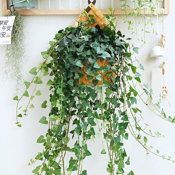 爱心常春藤吊兰绿植盆栽观叶阳台庭院净化空气好养活植物,鲜花速递/花卉仿真/绿植园艺,国兰/杂交兰/洋兰类,淘宝优惠券,粉丝福利购,淘宝优惠卷