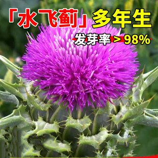 小蓟种子水飞蓟种子新飞蓟种子幸福蓟药材香料香草植物中草药种籽