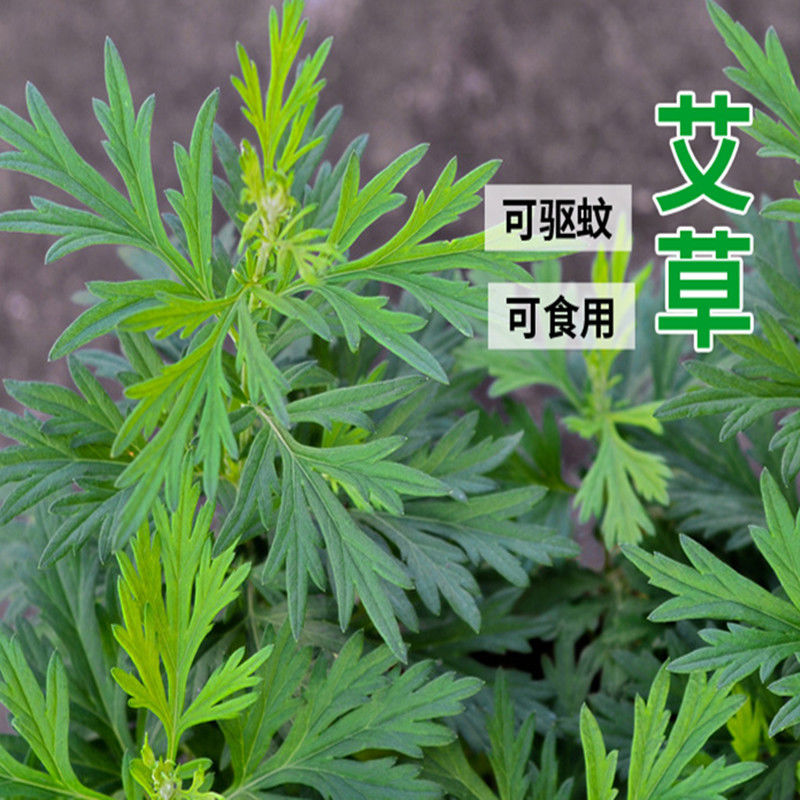 艾草种子艾叶香艾靳艾种子食用艾药用艾草种子驱蚊野生艾种子盆栽