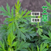 户外艾种子盆栽艾草种子艾叶香艾靳花籽食用艾药用艾草种子驱蚊虫