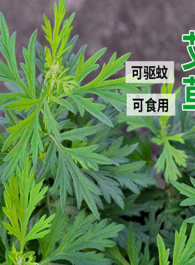 户外艾种子盆栽艾草种子艾叶香艾靳花籽食用艾药用艾草种子驱蚊虫