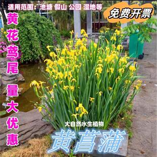 黄菖蒲苗黄花鸢尾水生植物鸢尾花园鱼池假山造景花卉植物净化水质