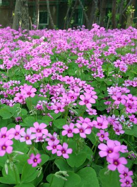 宿根花卉三叶草种球长不高四季