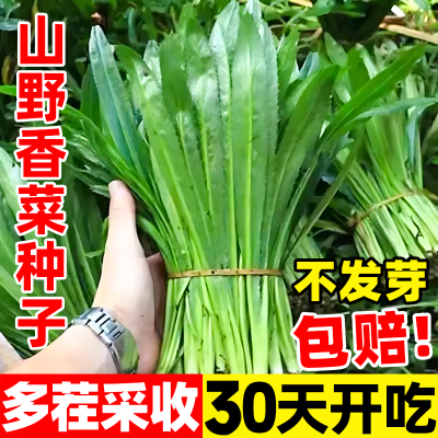 山野香菜种子芫荽菜孑刺