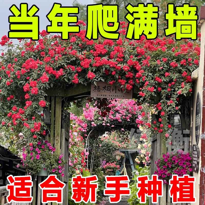 红木香树苗四季开花爬藤