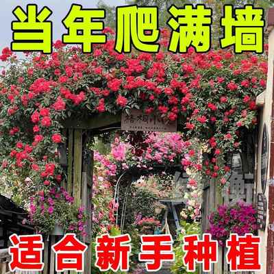 红木香树苗四季开花爬藤