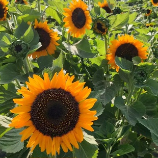 黄花黑心小黑熊向日葵种子切花文森特观赏葵花种籽耐热耐旱易播活