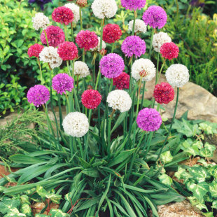 适合乡村庭院花坛室内外阳台盆栽春秋天播种花种子大全海石竹花籽