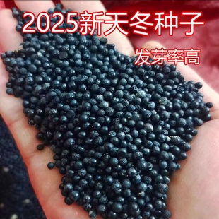 正宗云南大天冬种子优质天门冬种子种苗中药材小天冬改良品种净籽