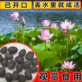 观赏荷花种籽大型荷花种子池塘水养荷花夏季 莲藕种子室外莲花种子