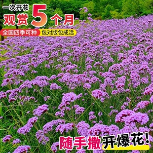 柳叶马鞭草花种籽子四季种多年生宿根色块花种子室外庭院花海花籽