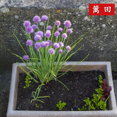 花葱种子驱蚊虫可食用能观赏多年