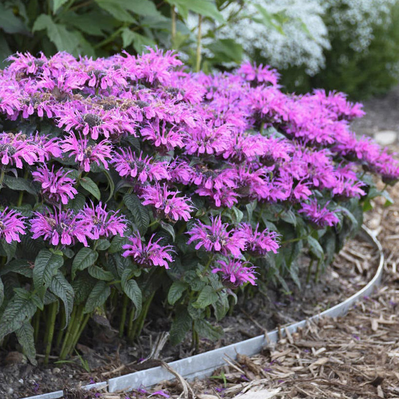 驱蚊除虫芳香花卉植物顶花美国薄荷种子庭院室内外耐寒花籽阳台播