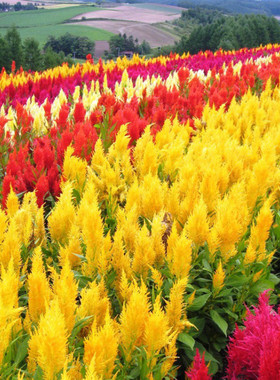 大花凤尾鸡冠花种子籽花海景观绿化长不高花卉大全很矮长不高耐热