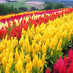 大花凤尾鸡冠花种子籽花海景观绿化长不高花卉大全很矮长不高耐热