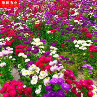 混色翠菊花种子草花蓝色红色卉花种子籽室内盆栽植物花庭院花期长