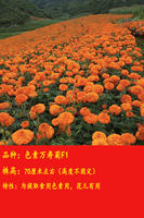 Marigold seeds are heat-resistant, mosquito-repellent and snake-repellent flowers, suitable for planting in rural courtyards in spring, with a long flowering period thumbnail 5