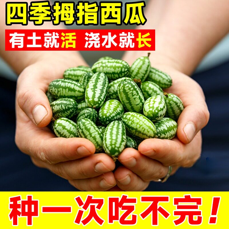 拇指西瓜种籽迷你蔬菜小水果种子秧苗母指庭院阳台四季盆栽瓜果孑