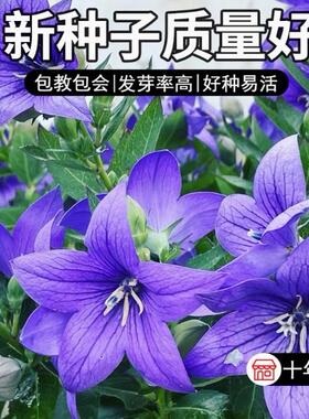 蓝色花卉种子桔梗花籽包袱花铃铛花多年生草本植物耐寒易活四季播