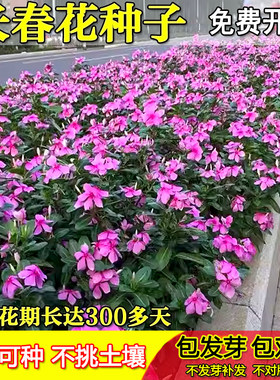 长春花种籽子四季播种耐热五叶梅日日春庭院花坛阳台盆栽宿根花籽
