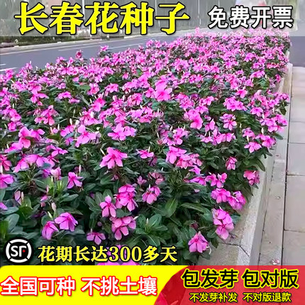 长春花种籽子四季播种耐热五叶梅日日春庭院花坛阳台盆栽宿根花籽