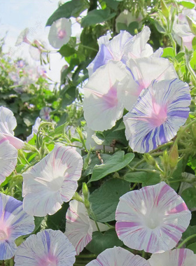 爬藤花卉植物天蓝色大牵牛花种子垂吊盆栽庭院室内阳台四季种易活