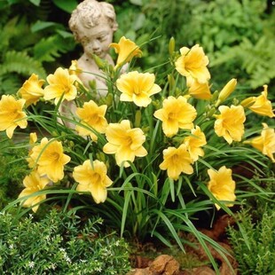 萱草花苗大花萱草金娃娃忘忧草室内庭院盆栽地载四季易活绿化花苗