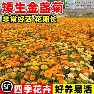 秋播冬天开花耐寒可泡茶喝金盏菊花种子籽醒酒花耐寒室外庭院小区