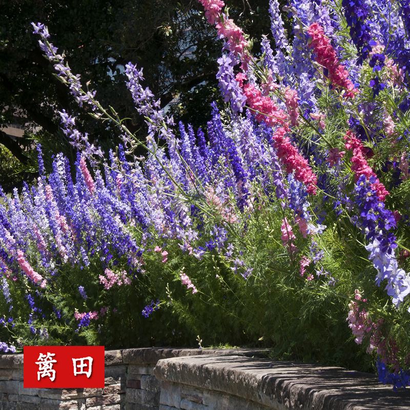 千鸟草花籽庭院花种蓝色小飞燕草种子花坛景观搭配组合花飞鸟花籽