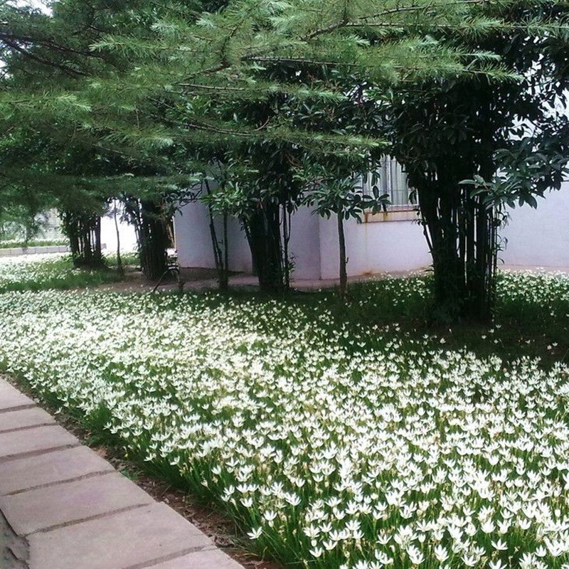 室外喜阴花卉多年生葱兰苗葱莲庭院绿化植物四季开花宿根易活耐晒