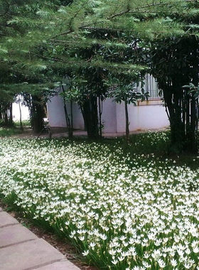 室外喜阴花卉多年生葱兰苗葱莲庭院绿化植物四季开花宿根易活耐晒