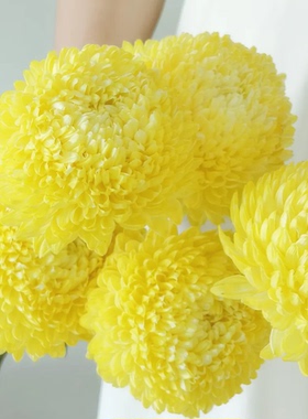 黄色翠菊种子矮杆重瓣大花盆栽地栽庭院花盆花园切花江西腊花种籽