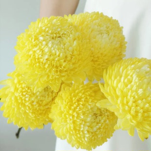 黄色翠菊种子矮杆重瓣大花盆栽地栽庭院花盆花园切花江西腊花种籽