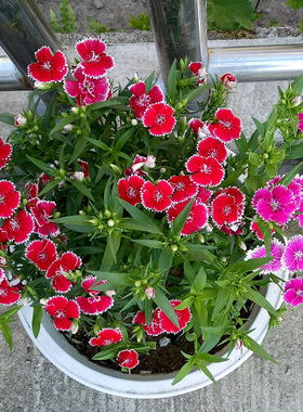 五彩石竹花种籽子耐寒多年生花卉常绿长不高庭院室内外阳台盆栽播