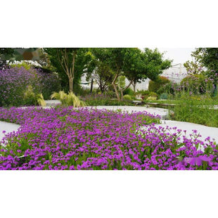 矮杆马鞭草种子桑托斯马鞭草紫色花海岩石缝小路道矮小的花长不高