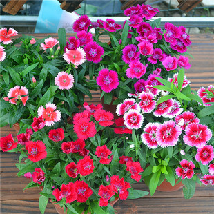 欧石竹花种籽子五彩石竹花籽常夏石竹少女石竹多年生四季耐寒盆栽