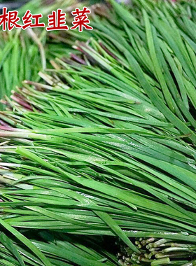 紫根宽叶韭菜根现挖红根种子种籽四季蔬菜菲菜种植盆栽孑籽种九