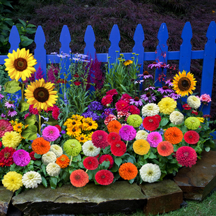 户外庭院组合花籽易活一年四季都开花室外春季播种花种子大全花子