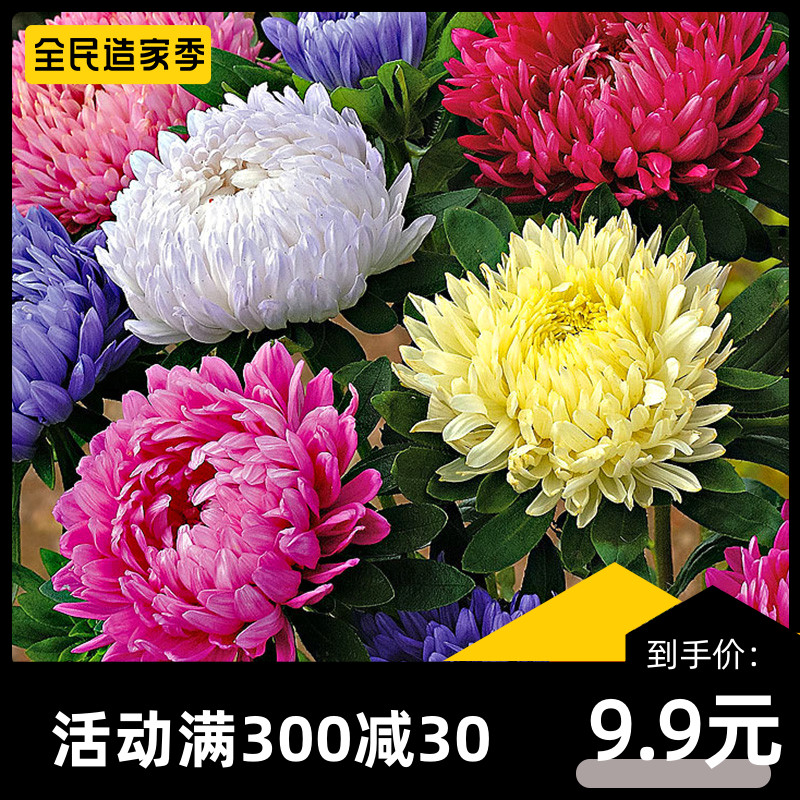 七彩翠菊种子大花庭院花籽易活花卉驱蚊室外大面积播花海蜡菊花籽