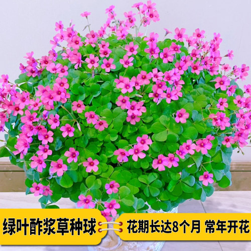 紫叶酢浆草种球花卉幸运草炸酱草室内紫色三叶草阳台盆栽每年开花