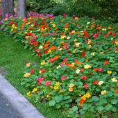 旱金莲花种子籽耐热耐阴花卉地被草坪矮生趴地上长 花宿根每年生