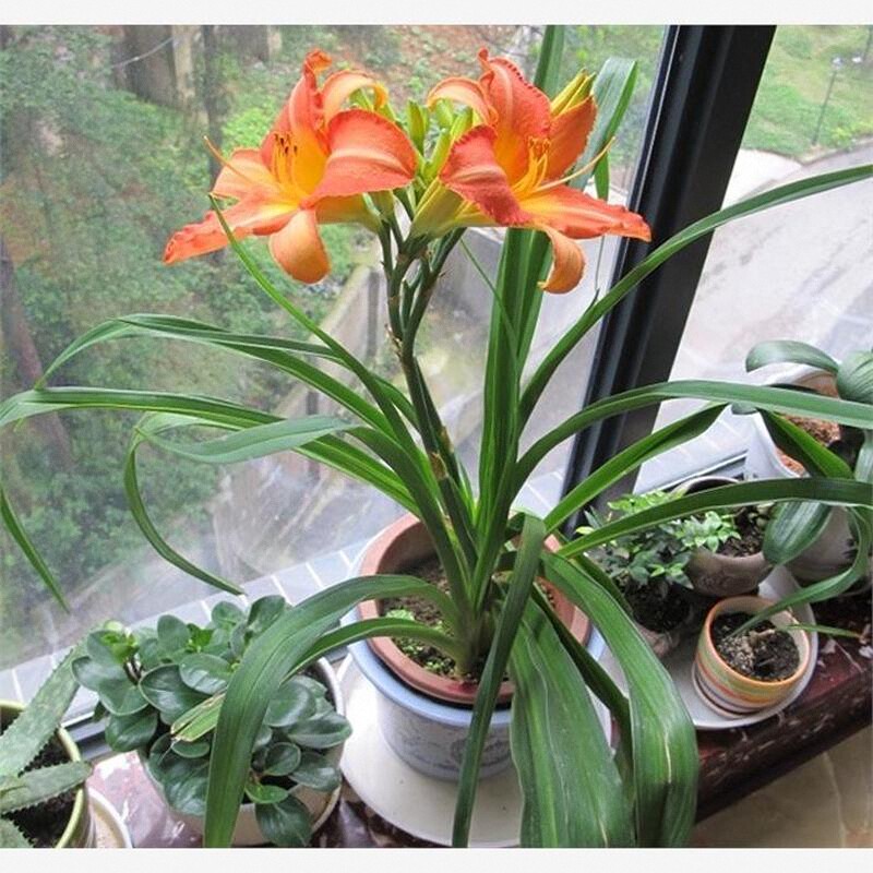 庭院地被植物金娃娃萱草苗大花萱草红宝石室外宿根耐寒多年生花卉